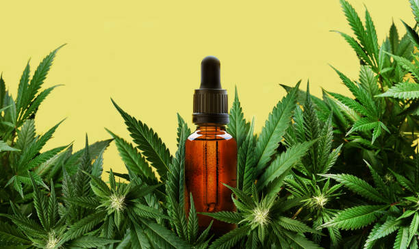 Understanding Full Spectrum CBD Canada and Its Benefits